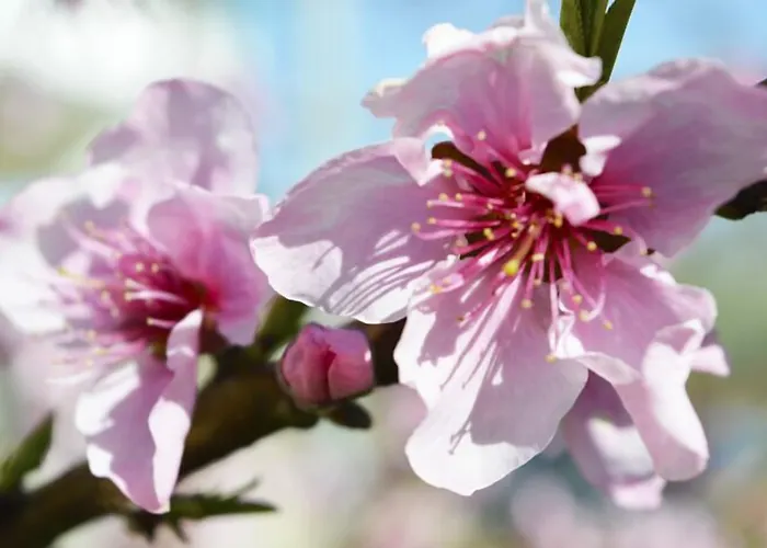 Appartement Dionysia *