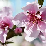 Lejlighed Dionysia *